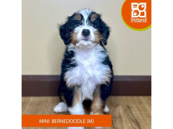 Bernedoodle Mini-Dog-Male-Tri-Colored-15755-Petland Grove City & Columbus, Ohio