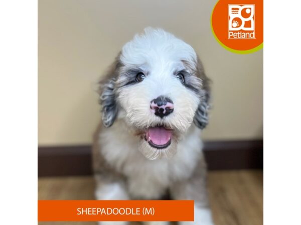 Sheepadoodle-Dog-Male-Blue Merle-15754-Petland Grove City & Columbus, Ohio