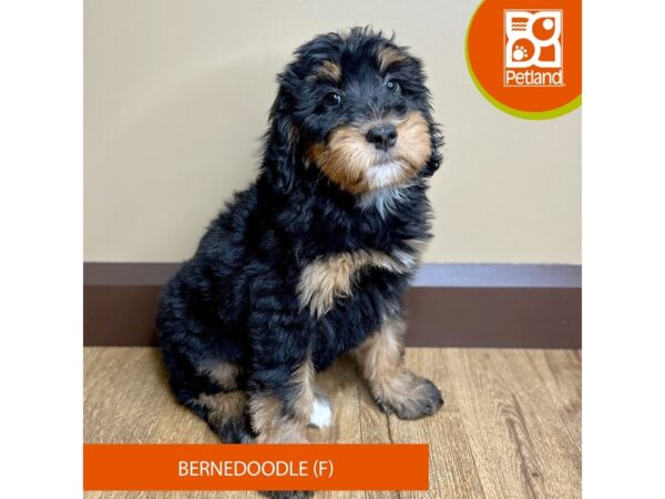 Bernadoodle-Dog-Female-Black / Tan-15759-Petland Grove City & Columbus, Ohio