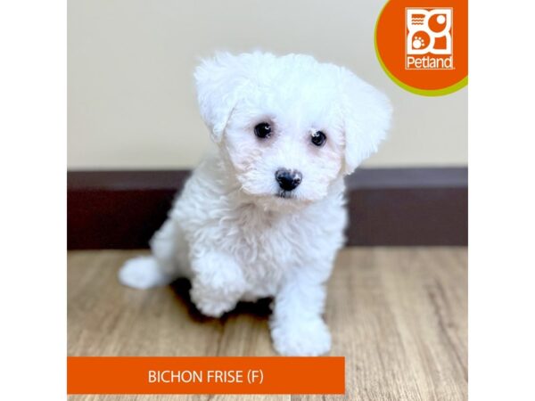 Bichon Frise-Dog-Female-White-15764-Petland Grove City & Columbus, Ohio