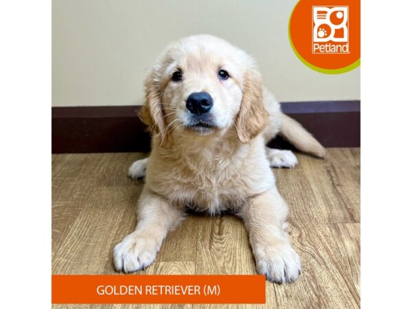 Golden Retriever-Dog-Male-Golden-15765-Petland Grove City & Columbus, Ohio