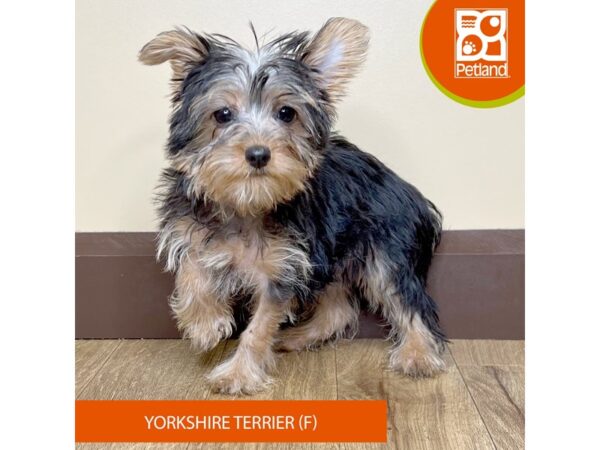 Yorkshire Terrier-Dog-Female-Black / Tan-15743-Petland Grove City