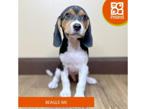 Beagle Dog Male Tri-Colored 15766 Petland Grove City & Columbus, Ohio