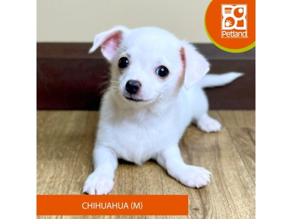 Chihuahua-Dog-Male-White-15773-Petland Grove City & Columbus, Ohio