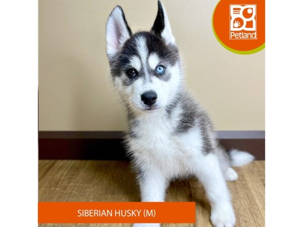 Siberian Husky-Dog-Male-Black / White-15771-Petland Grove City & Columbus, Ohio