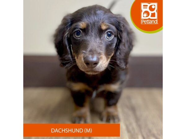 Dachshund Dog Male Chocolate / Tan 15770 Petland Grove City & Columbus, Ohio