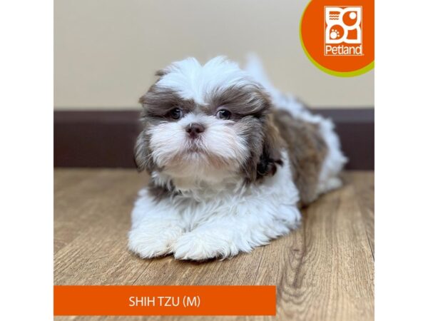 Shih Tzu-Dog-Male-Chocolate / White-15779-Petland Grove City