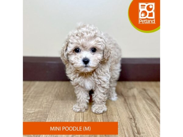 Poodle Mini Dog Male Apricot 15798 Petland Grove City & Columbus, Ohio