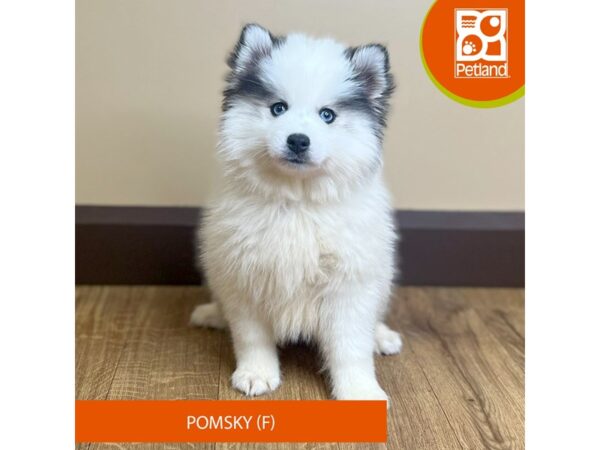 Pomsky-Dog-Female-White-15805-Petland Grove City & Columbus, Ohio