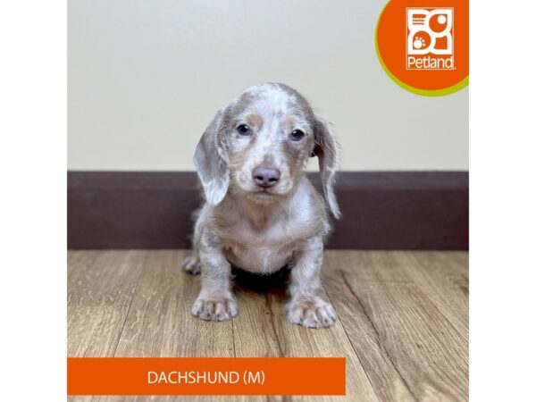 Dachshund Dog Male Isabella 15803 Petland Grove City & Columbus, Ohio