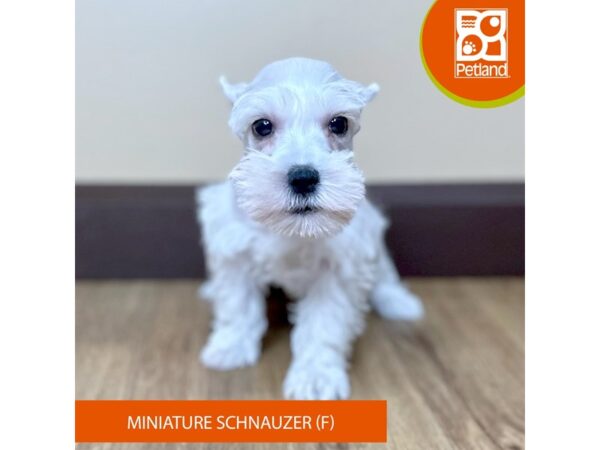 [#15799] White Female Miniature Schnauzer Puppies for Sale