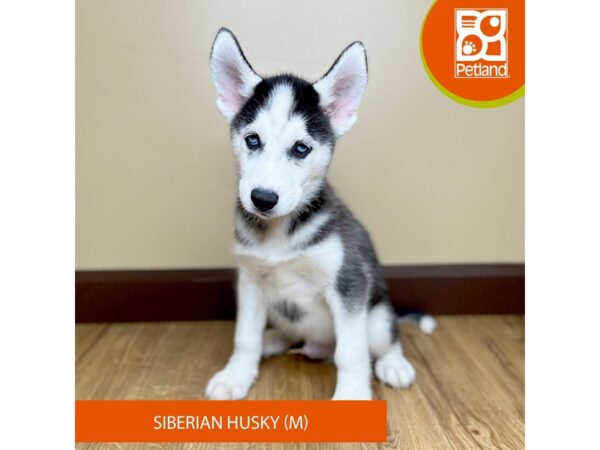 [#15797] Black / White Male Siberian Husky Puppies for Sale