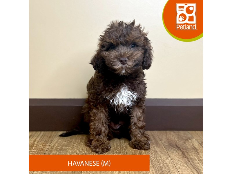 Havanese - 15810 Image #1