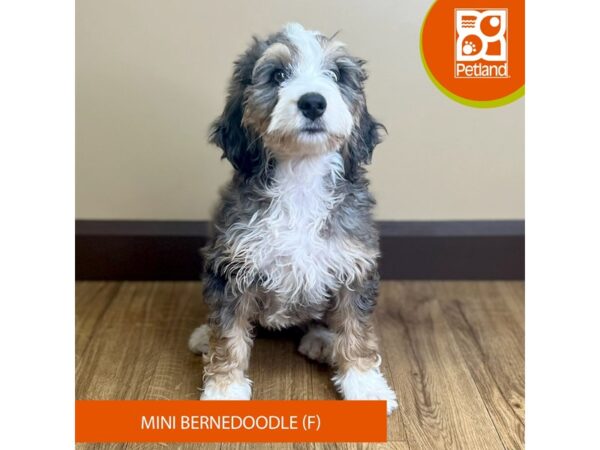[#15804] Merle Female Bernedoodle Mini Puppies for Sale