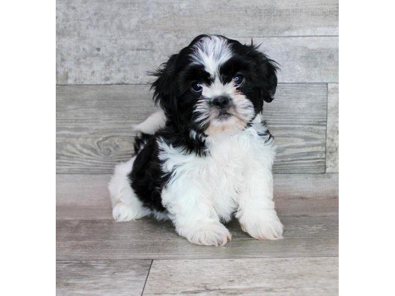 Shih Tzu - 15813 Image #1