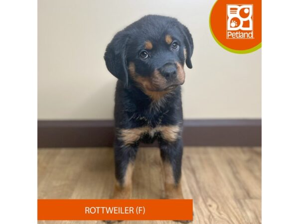 [#15814] Black / Tan Female Rottweiler Puppies for Sale