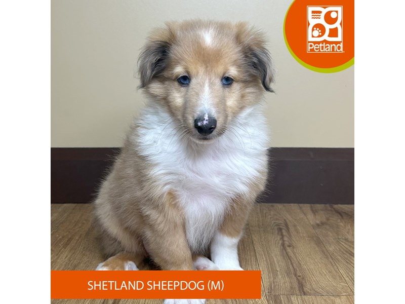 Shetland Sheepdog - 15815 Image #1