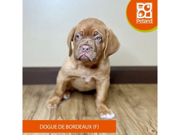 [#15820] Red Female Dogue De Bordeaux Puppies for Sale