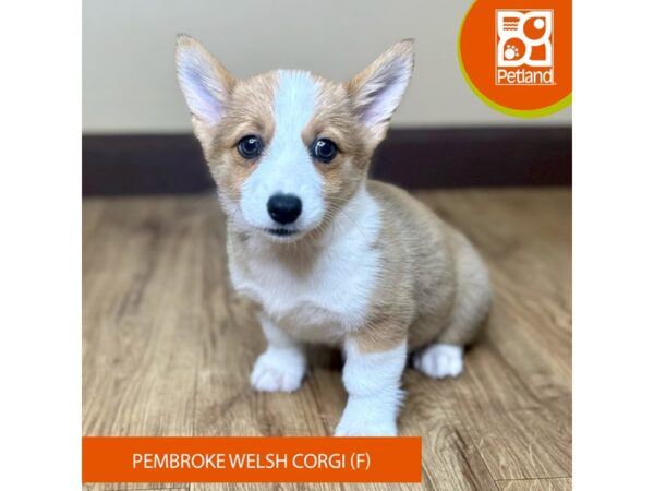 [#15825] Red / White Female Pembroke Welsh Corgi Puppies for Sale