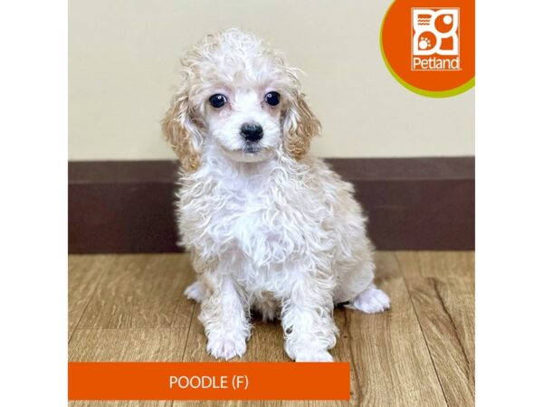 [#15821] Apricot Female Poodle Puppies for Sale