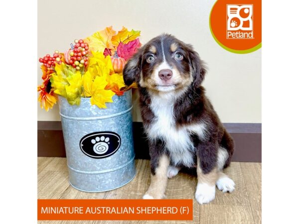 [#15830] Red Tan / White Female Miniature Australian Shepherd Puppies for Sale