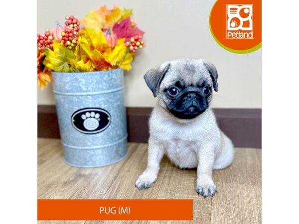 [#15819] Fawn Male Pug Puppies for Sale