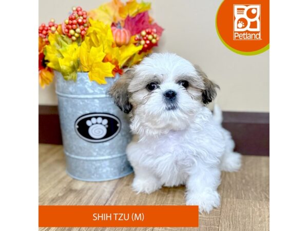 [#15817] Tri-Colored Male Shih Tzu Puppies for Sale