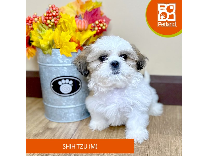 Shih Tzu - 15817 Image #1