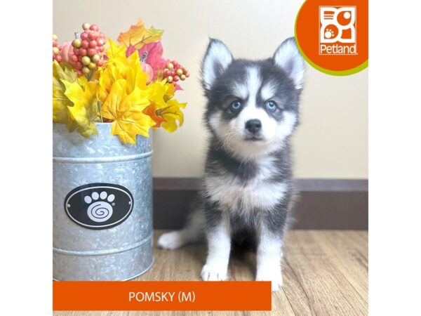 [#15829] Black Tan / White Male Pomsky Puppies for Sale