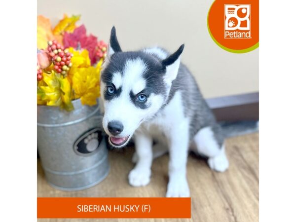 [#15828] Black / White Female Siberian Husky Puppies for Sale