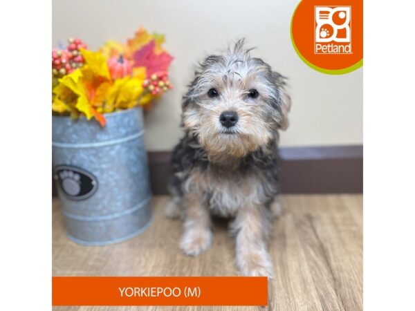 [#15812] Black / Tan Male Yorkiepoo Puppies for Sale