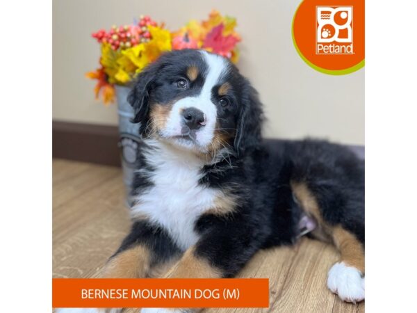 [#15834] Tri-Colored Male Bernese Mountain Dog Puppies for Sale