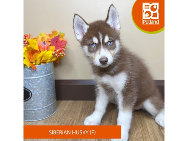 [#15833] Red / White Female Siberian Husky Puppies for Sale