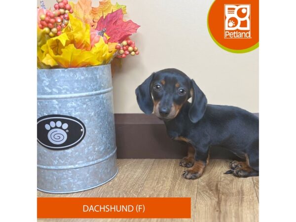 [#15832] Black / Tan Female Dachshund Puppies for Sale