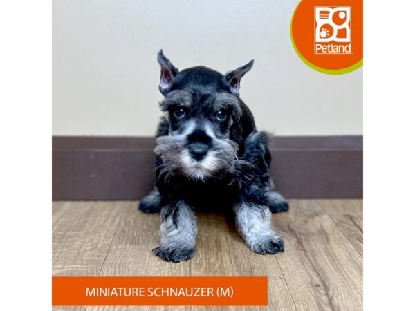 [#15800] Salt / Pepper Male Miniature Schnauzer Puppies for Sale