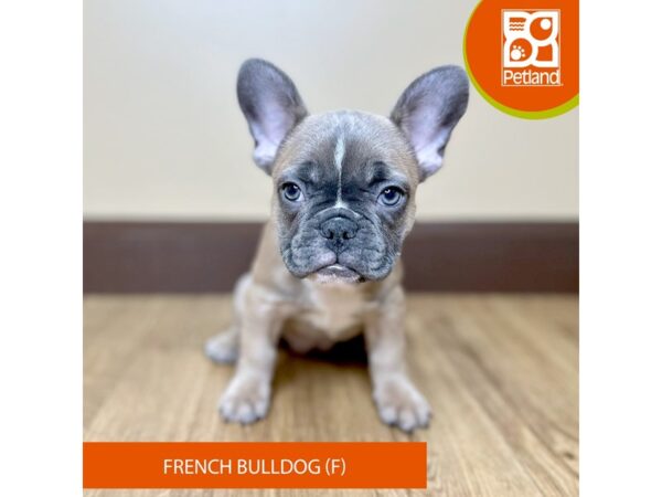 [#15792] Blue Fawn Female French Bulldog Puppies for Sale