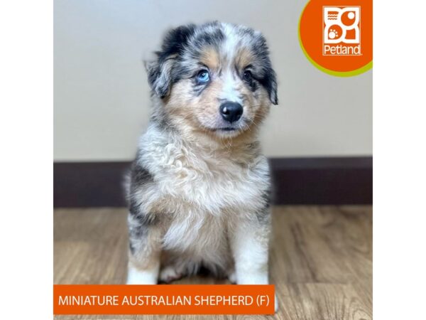 [#15824] Blue Merle Female Miniature Australian Shepherd Puppies for Sale