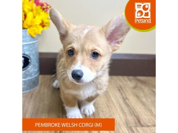 [#15827] Sable / White Male Pembroke Welsh Corgi Puppies for Sale