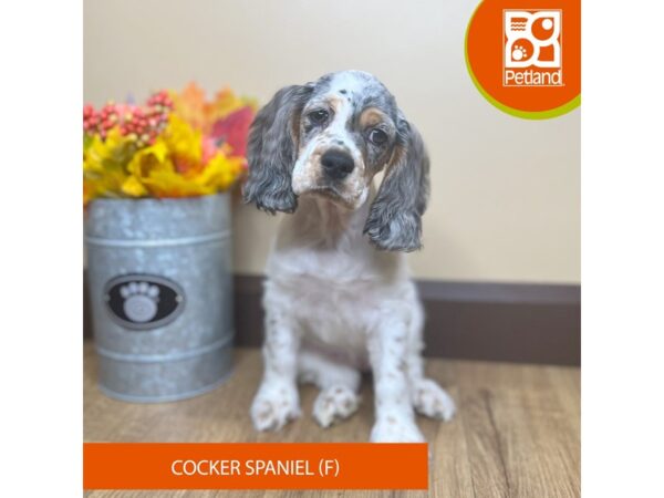 [#15831] Blue Roan / White Female Cocker Spaniel Puppies for Sale