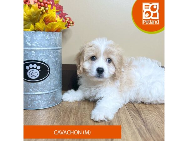[#15844] Blenheim Male Cavachon Puppies for Sale