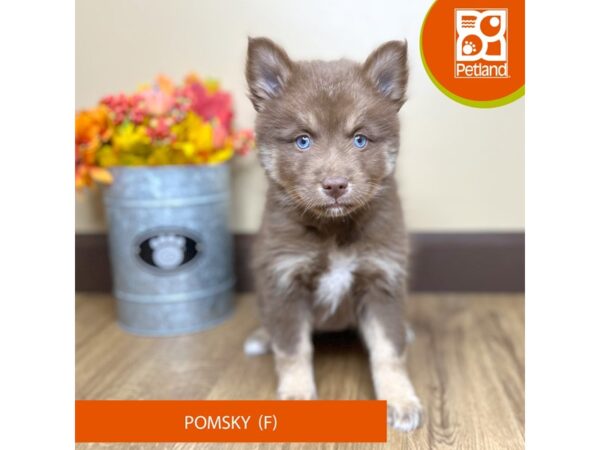 [#15853] Chocolate / White Female Pomsky 2nd Gen Puppies for Sale