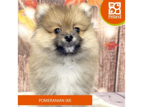 Orange Sable Male Pomeranian Puppies for Sale