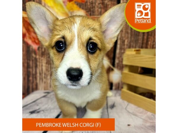 Red Sable Female Pembroke Welsh Corgi Puppies for Sale