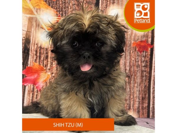 Gold Male Shih Tzu Puppies for Sale
