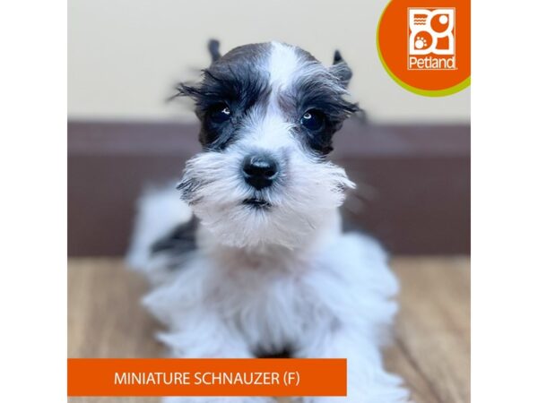 [#15874] Black / White Female Miniature Schnauzer Puppies for Sale