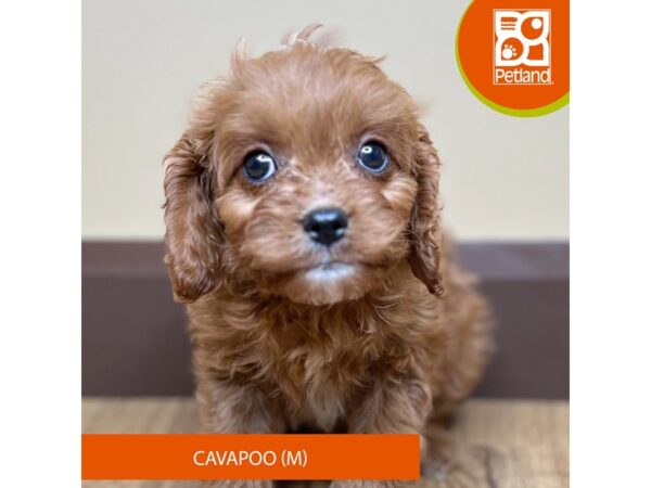 [#15876] Dark Red Male Cavapoo Puppies for Sale