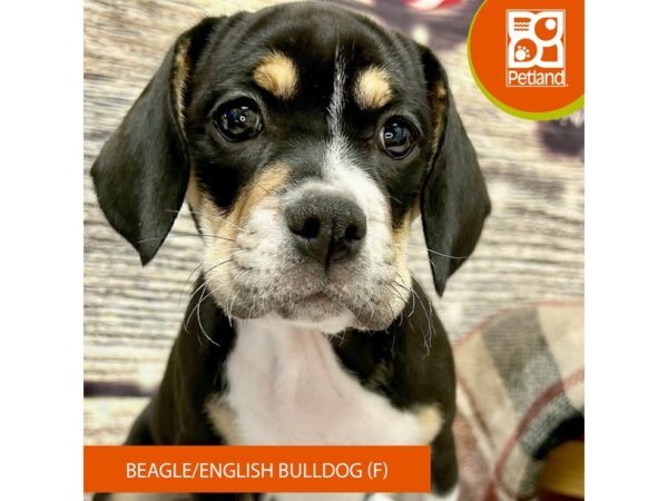 [#4327] Black Female Beagle/English Bulldog Puppies for Sale