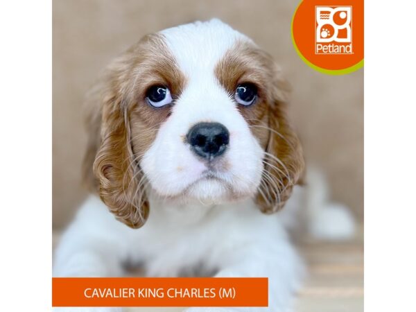 [#15880] Blenheim Male Cavalier King Charles Spaniel Puppies for Sale
