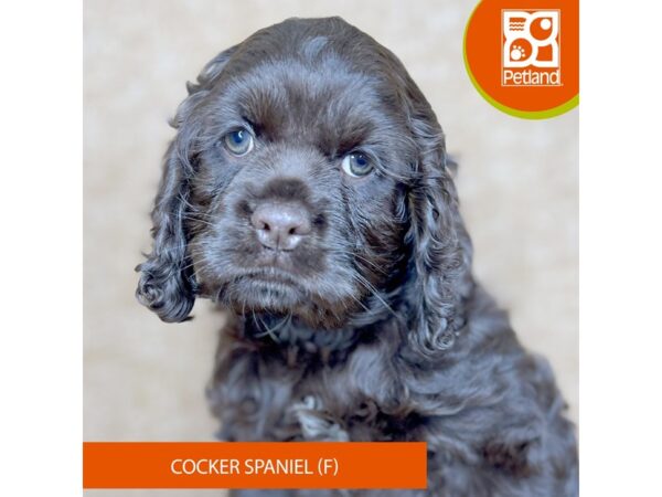 [#15879] Chocolate Female Cocker Spaniel Puppies for Sale