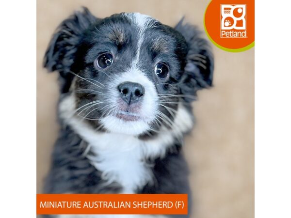 [#15878] Black Tan / White Female Miniature Australian Shepherd Puppies for Sale